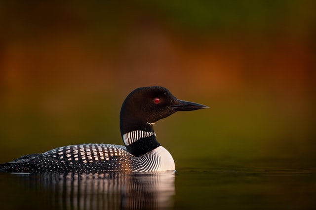 Loon Kombucha