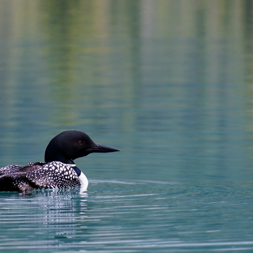 Loon Kombucha