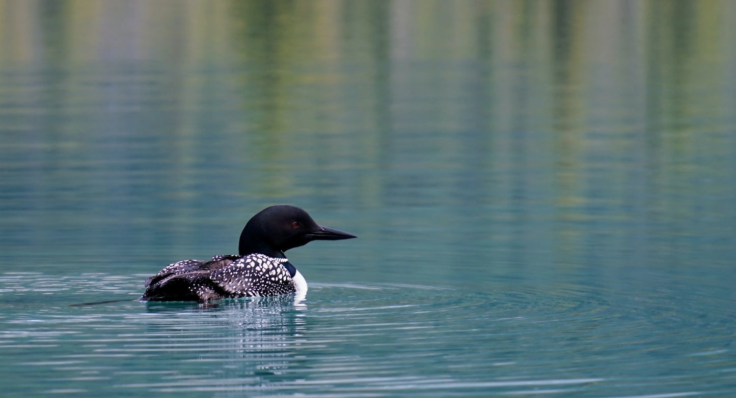 Loon Kombucha